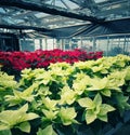 Greenhouse full of poinsettias red and white poinsettias. Royalty Free Stock Photo