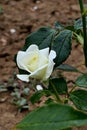 Creamy white rose flower cultivar La Paloma, with yellowish petal center, established by german rose breeding company Tantau
