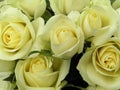 Creamy white roses