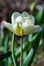 Creamy white tulip flower blooming in the spring garden, delicate feathery petals Royalty Free Stock Photo