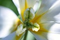 Creamy white and yellow tulip flower centerpiece macro, pistil