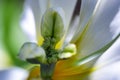 Creamy white and yellow tulip flower centerpiece macro, pistil