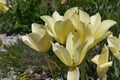 Creamy yellow coloured group of tulip flower, possibly Tulipa Fosteriana type