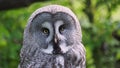 Creat grey owl, Strix nebulosa