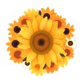 Create Beautiful Crafts with Colorful Sunflower SVGs, White, Sunflower Shirt, Clipart, Blossom, Png Royalty Free Stock Photo