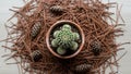 Create a circular pattern around the pot and the pine cones are evenly Royalty Free Stock Photo