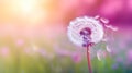 a dandelion clock in shades of magenta set against a soft and inviting grass background