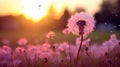 a dandelion clock in shades of magenta set against a soft and inviting grass background