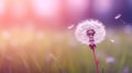 a dandelion clock in shades of magenta set against a soft and inviting grass background