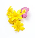 yellow pink flowers to create a flower point sign picked in spring