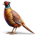 Bar-tailed Pheasant White background Royalty Free Stock Photo