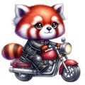 Red panda driving a motorcycle clipart watercolor Royalty Free Stock Photo