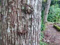 Create unique and interesting tree bark photo layouts