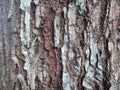 Create unique and interesting tree bark photo layouts