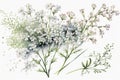 About Watercolor Gypsophila Babys Breath Flower Floral Clipart, Isolated on White Background. Royalty Free Stock Photo