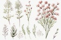 About Watercolor Gypsophila Babys Breath Flower Floral Clipart, Isolated on White Background. Royalty Free Stock Photo