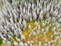 Gray spruce forest with yellow glade in Karelia,  Russia Gray fir forest with yellow glade in autumn. Karelia, Russia, Aerial view Royalty Free Stock Photo