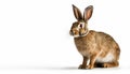 Rabbit on isolated white background Royalty Free Stock Photo