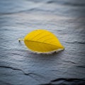 Creates subtle shadows around the leaf, emphasizing its edges and Royalty Free Stock Photo