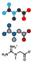 Creatine molecule. Often used in food supplements. Stylized 2D renderings and conventional skeletal formula.