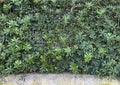 Green hedge of various plants for background or wallpaper image