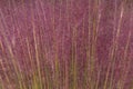 Pink Hair Grass for a Textured Background. Royalty Free Stock Photo