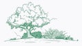 Creating Intricate Continuous One-Line Drawing of a Green Plant