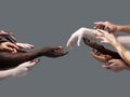 Hands of different people in touch isolated on grey studio background. Concept of human relation, community Royalty Free Stock Photo