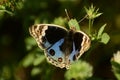 Creation of nature is wonderful for ever . Blue pansy junonia orithya butterfly sitting on flower.