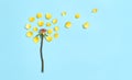 Creative abstract dandelion flower summer flat lay. Yellow flower with flying petal on bright blue background. Spring, wedding, Royalty Free Stock Photo