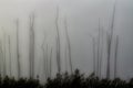 A stand of dead cypress trees in fog at Guste Island Louisiana