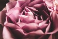 Creative abstract. Pink rose with soft focus Royalty Free Stock Photo