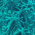 Abstract turquoise texture of Araucaria araucana branches Royalty Free Stock Photo