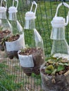 Creative agricolture with recycled plastic bottles Royalty Free Stock Photo