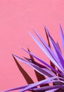 Creative Aloe against a pink wall background with sunlight shadows. Stylish minimalist design wallpapers. Colours trends