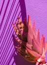 Creative Aloe against a purple wall background with sunlight shadows. Stylish minimalist design wallpapers. Very peri trends