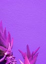 Creative Aloe against violet wall background Stylish minimalist design wallpapers. Trends very peri colours