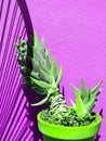 Creative Aloe against a violet wall background with sunlight shadows. Stylish minimalist design wallpapers