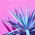 Creative Aloe against a violet wall background with sunlight shadows. Stylish minimalist design wallpapers. Very peri trends