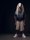 Afghan Hound dog puppy full body in hip hop stylish fashion isolated on dark background Royalty Free Stock Photo