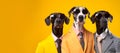 Great Dane dog puppy in a group, vibrant bright fashionable outfits isolated on solid background advertisement