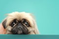 Pekingese dog puppy peeking over pastel bright background. advertisement