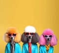 Poodle dog puppy in a group, vibrant bright fashionable outfits isolated on solid background advertisement,