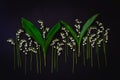 Creative arrangement of the lilies of the valley on a black background