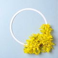 Creative arrangement of yellow flowers and circle outline on pastel blue background. Flat lay. Top view. Overhead. Spring flowers