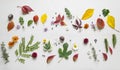 Creative arrangment made of autumn leaves Royalty Free Stock Photo