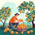 Creative artwork. Farmer, man picking oranges into basket, harvest season on orange garden, plantation.