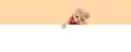 Creative autumn banner. Funny flap-eared kitten wearing knitted scarf pointing with hia paw to a free copy space for text. Banner