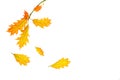 Creative autumn composition made of yellow red leaves and branches on white background, isolated. Royalty Free Stock Photo