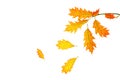 Creative autumn composition made of yellow red leaves and branches on white background, isolated Royalty Free Stock Photo